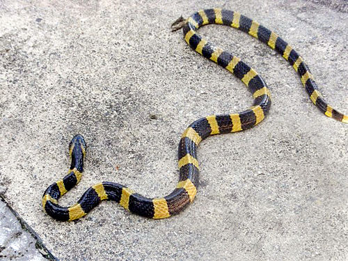 Banded krait